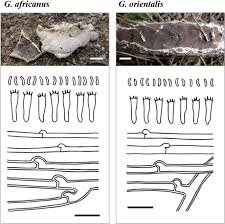 Attēlu rezultāti vaicājumam “Gloeoporus taxicola”