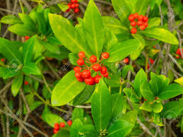 Attēlu rezultāti vaicājumam “Daphne mezereum fruit”