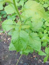 Attēlu rezultāti vaicājumam “Lapsana communis leaf”