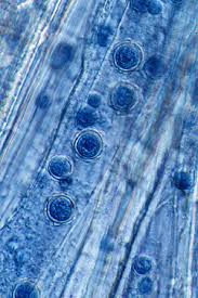 Attēlu rezultāti vaicājumam “Dianema nivale spores”