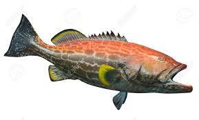 Image result for Mycteroperca venenosa