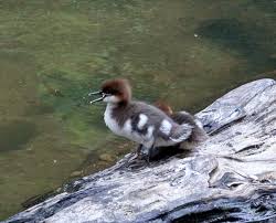 Attēlu rezultāti vaicājumam “Mergus merganser juvenile”
