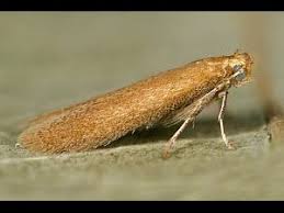 Attēlu rezultāti vaicājumam “Tischeriidae”