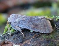 Attēlu rezultāti vaicājumam “Orthosia populeti”