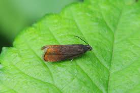 Attēlu rezultāti vaicājumam “Pammene rhediella”