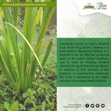 Attēlu rezultāti vaicājumam “Acoraceae”