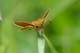 Attēlu rezultāti vaicājumam “Thymelicus lineola male”
