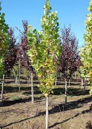 Attēlu rezultāti vaicājumam “Liriodendron tulipifera”