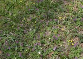 Attēlu rezultāti vaicājumam “Arcyria affinis”