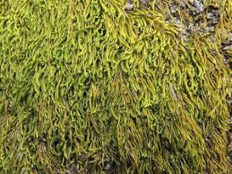 Attēlu rezultāti vaicājumam “Pterigynandrum filiforme”