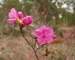 Attēlu rezultāti vaicājumam “Rhododendron sichotense”