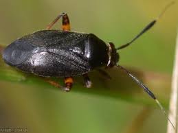 Attēlu rezultāti vaicājumam “Capsus ater”