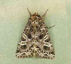 Attēlu rezultāti vaicājumam “Hadena rivularis”