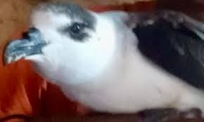 Image result for Pterodroma hasitata