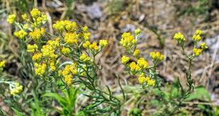 Attēlu rezultāti vaicājumam “Helichrysum arenarium”
