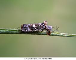 Attēlu rezultāti vaicājumam “Cixiidae”