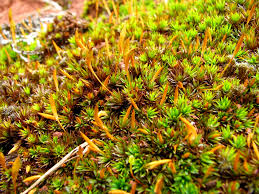 Attēlu rezultāti vaicājumam “Polytrichum juniperinum”