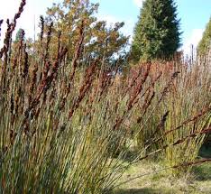 Attēlu rezultāti vaicājumam “Enteridium corticatum”