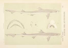 Image result for Mustelus antarcticus