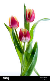 Attēlu rezultāti vaicājumam “Tulipa gesneriana”