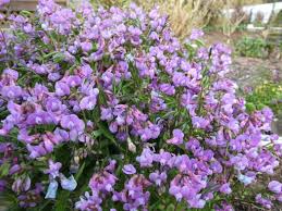 Attēlu rezultāti vaicājumam “Lathyrus vernus leaf”