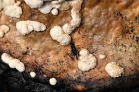 Attēlu rezultāti vaicājumam “Hypocrea pulvinata”