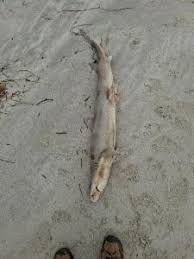 Image result for Furgaleus macki