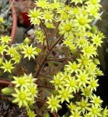 Image result for Aichryson