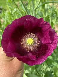 Image result for Papaver somniferum Black