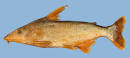 Conorhynchos genera