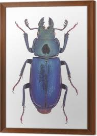 Attēlu rezultāti vaicājumam “Platycerus caraboides”