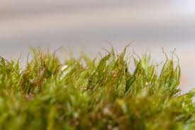 Attēlu rezultāti vaicājumam “Acaulon muticum”