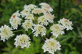 Attēlu rezultāti vaicājumam “Heracleum sphondylium subsp. sibiricum”