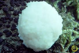 Attēlu rezultāti vaicājumam “Fuligo cinerea”