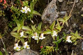Attēlu rezultāti vaicājumam “Pinguicula alpina”