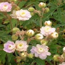 Image result for Geranium `Summer Skies`