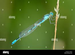 Attēlu rezultāti vaicājumam “Enallagma cyathigerum male”