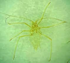 Attēlu rezultāti vaicājumam “Acyrthosiphon”