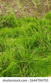 Attēlu rezultāti vaicājumam “Deschampsia flexuosa”