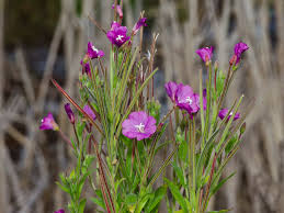 Attēlu rezultāti vaicājumam “Epilobium hirsutum flower”