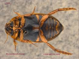 Attēlu rezultāti vaicājumam “Rhantus frontalis”