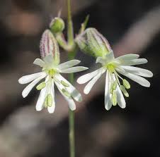 Attēlu rezultāti vaicājumam “Silene nutans”