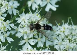 Attēlu rezultāti vaicājumam “Didea alneti”