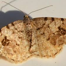 Attēlu rezultāti vaicājumam “Macaria signaria”