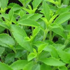 Image result for Stevia rebaudiana