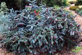 Attēlu rezultāti vaicājumam “Arenaria procera bud”