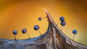 Attēlu rezultāti vaicājumam “Lamproderma debile macro”