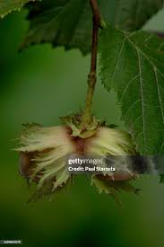 Attēlu rezultāti vaicājumam “Corylus avellana fruit”