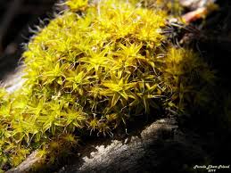 Attēlu rezultāti vaicājumam “Lamprospora tortulae-ruralis”