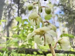 Attēlu rezultāti vaicājumam “Pyrola chlorantha”